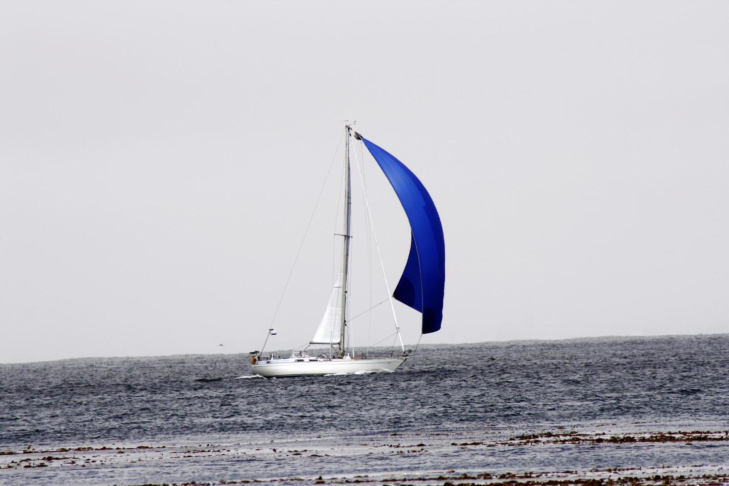 Monterey, CA, 2012 - Sailboat Running Before Wind Under Blue Spinnaker photo