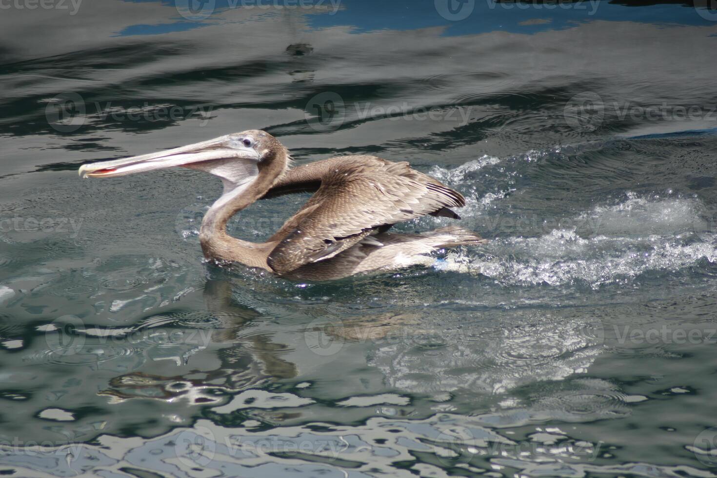 marrón pelícano salpicaduras en monterey bahía California foto