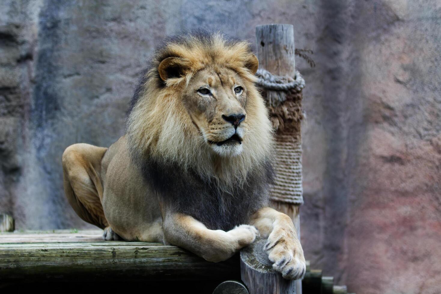 sacramento, California, 2022 - masculino león sentado en de madera plataforma zoo foto