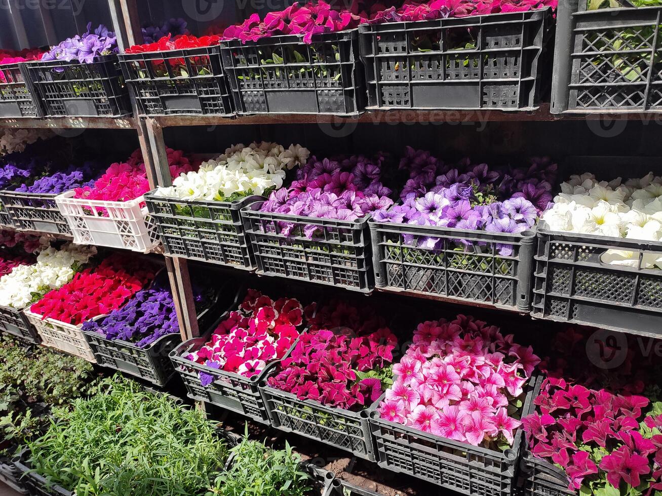 petunia flor plántulas en cajas a jardín centrar para venta. jardín tienda foto