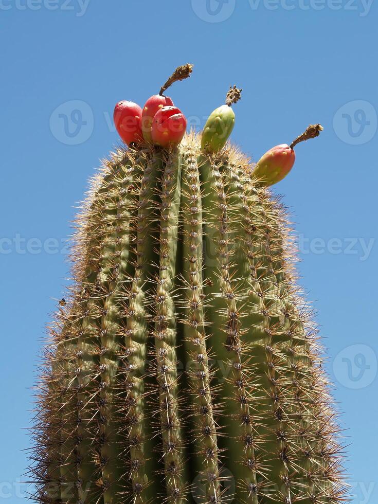Barrel Cactus With Prickly Pears Against Clear Blue Sky Arizona photo