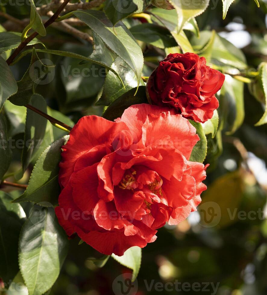 a red flower on a tree photo