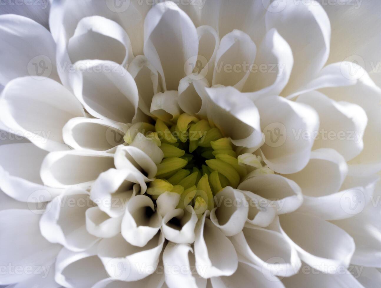 a close up of a white flower with green centers photo