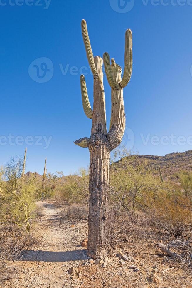 Very Aged and Gnarled Saguaro Cactus photo