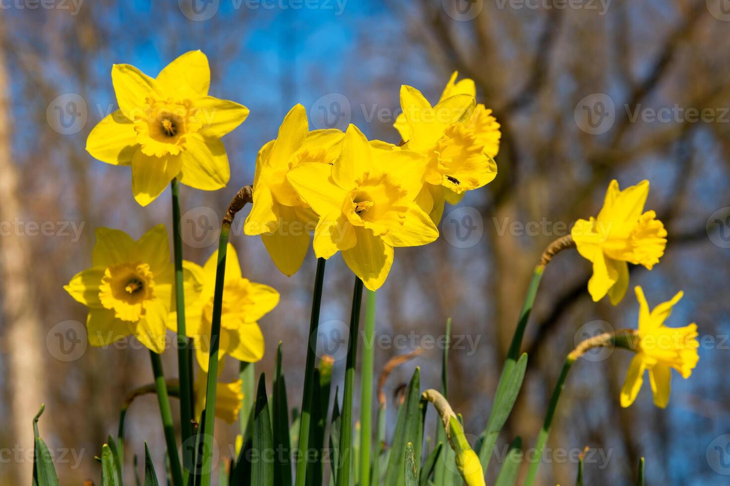 a yellow daffodil in bloom in spring photo