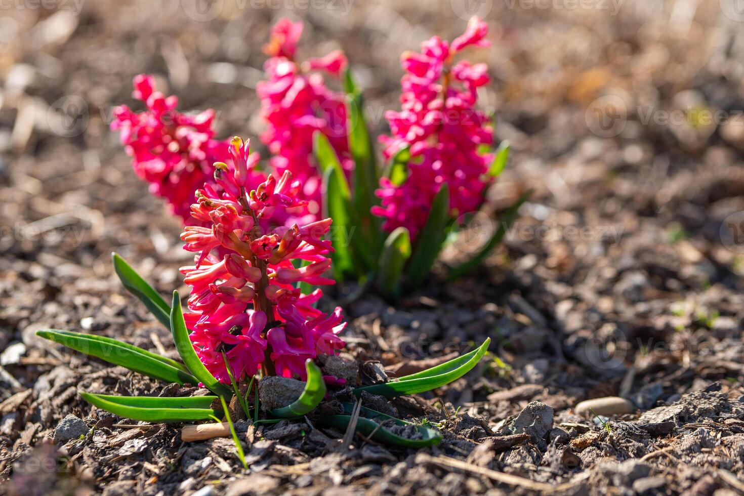 pink hyacinths bloom in the garden photo