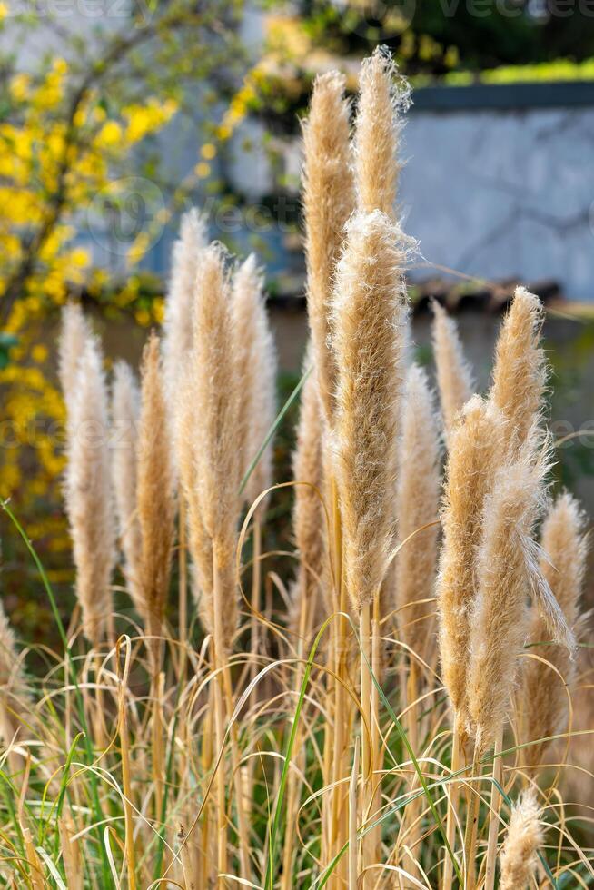 pampas grass in selective focus in the spring photo