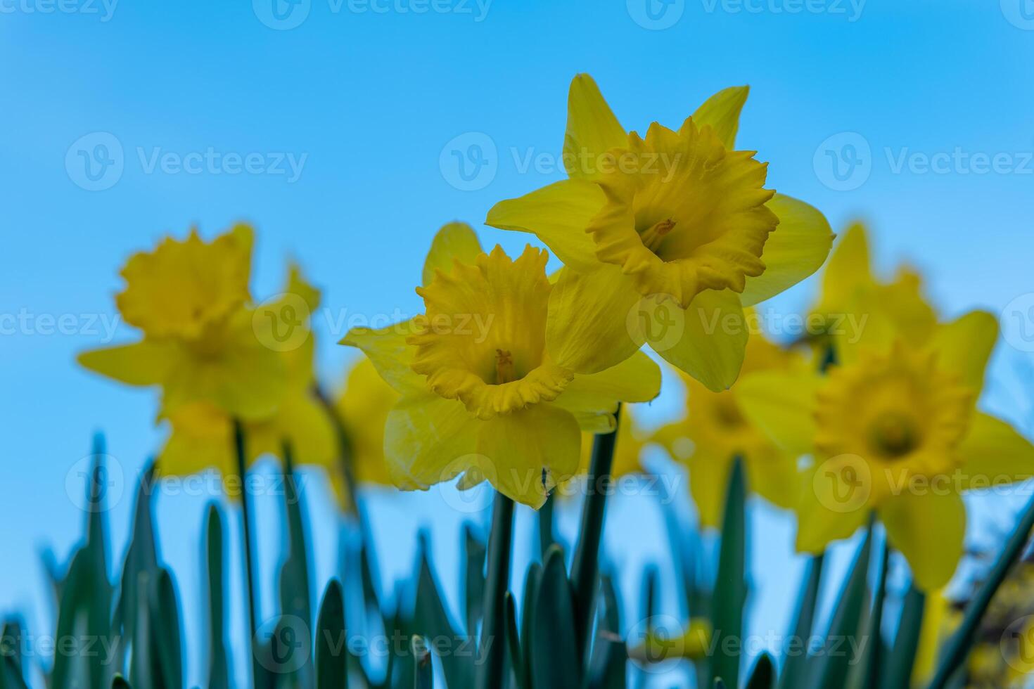 a yellow daffodil in bloom in spring with blue sky in the background photo