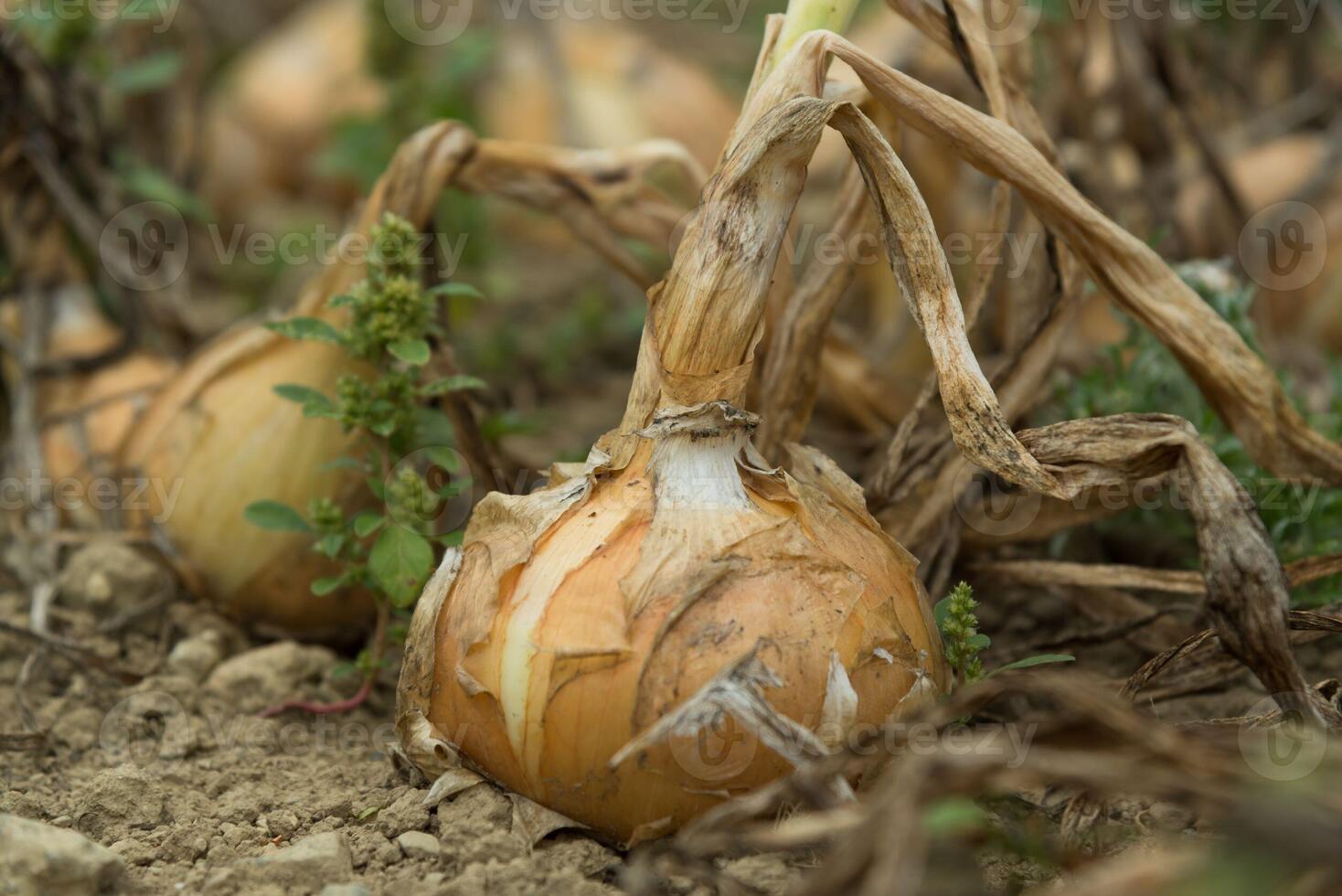 Farm fresh onions in the garden with dirt and close up macro perspective photo