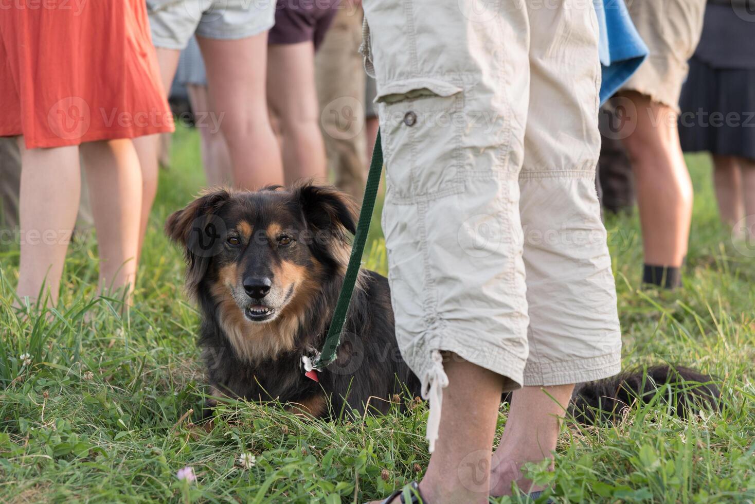 Dog waiting in the grass surrounded by humans and shot from the dog's perspective photo