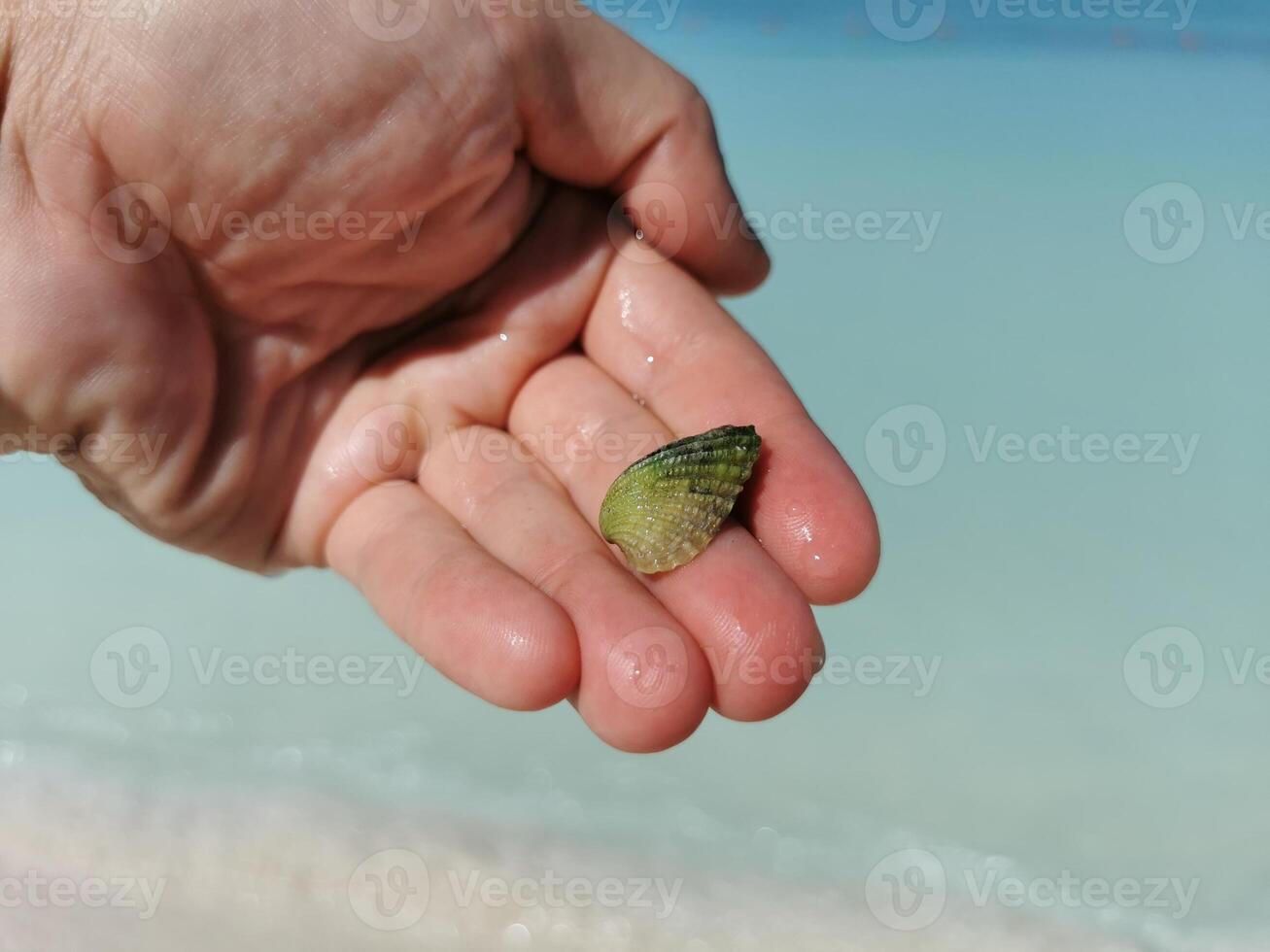 hermosa verde cáscara mejillón en el mano caribe mar en México. foto