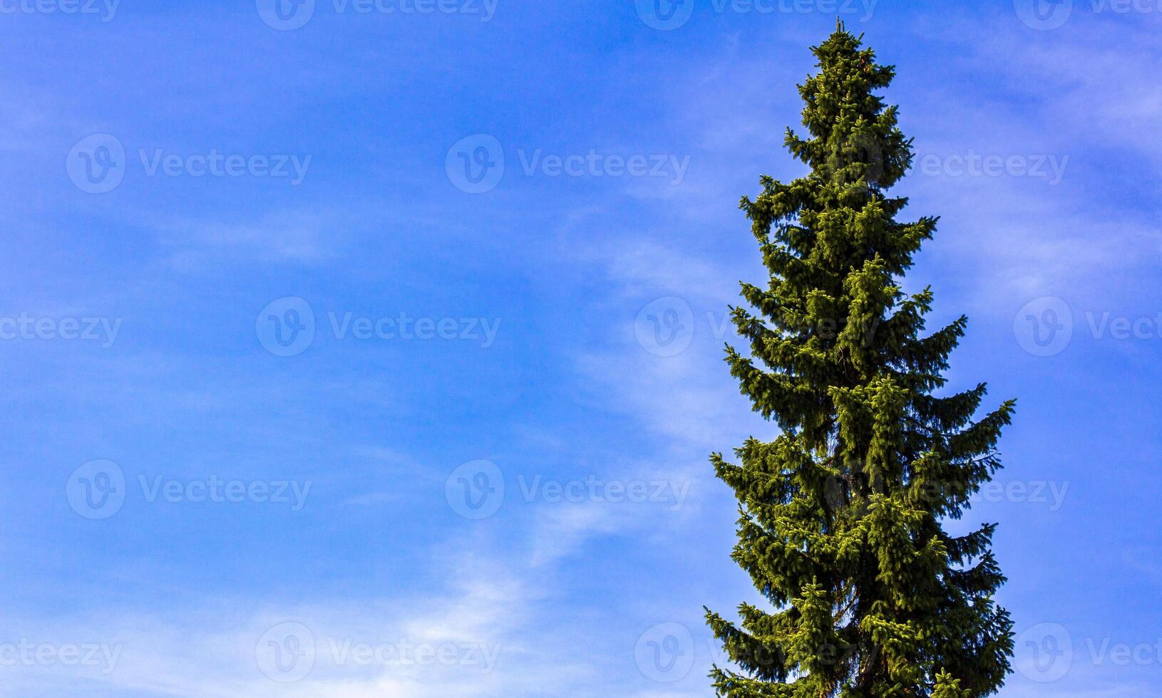 Various evergreen pines fir trees and conifers in Germany. photo