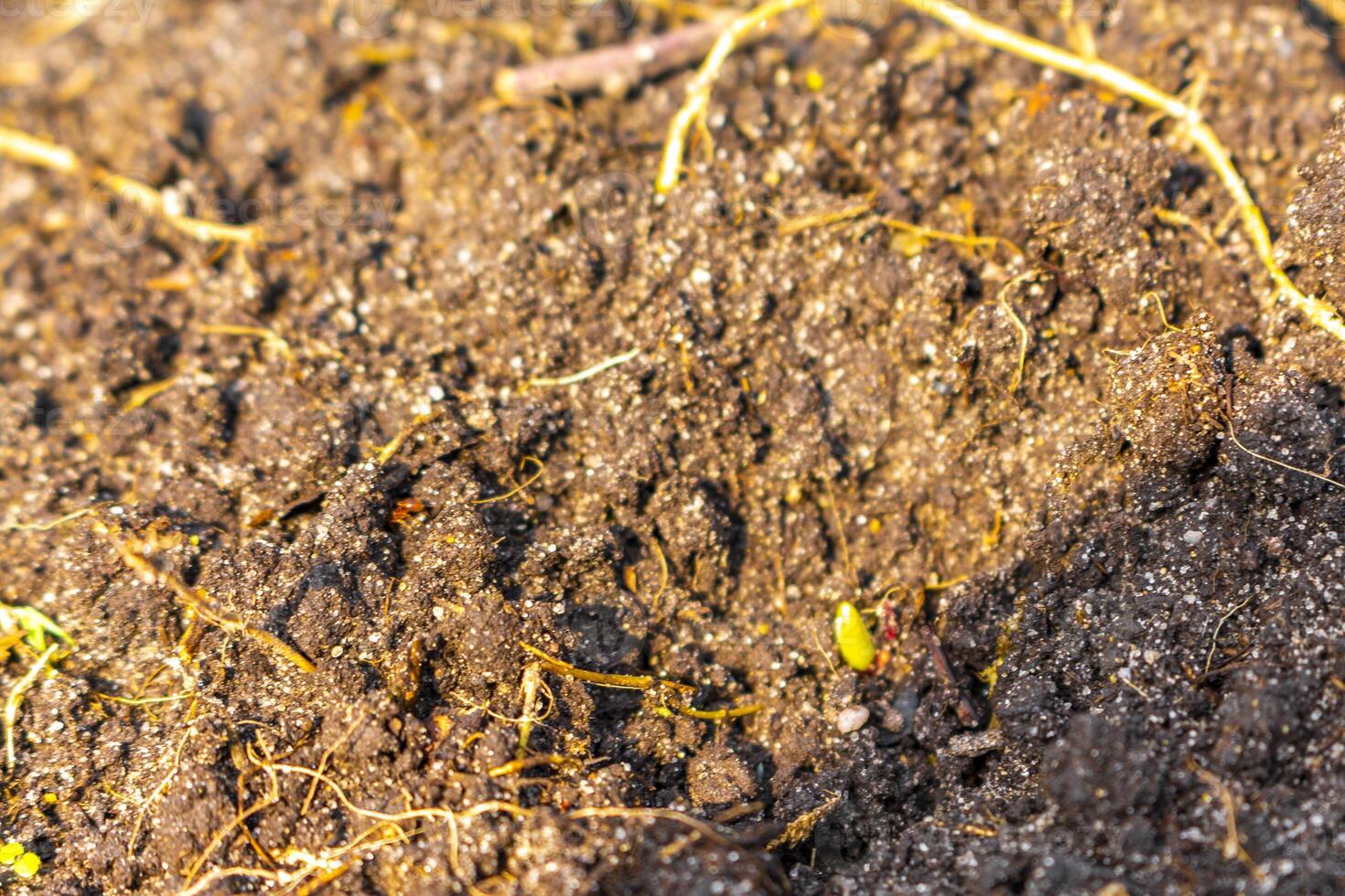 Garden with beds soil young sprouts plants in Germany. photo