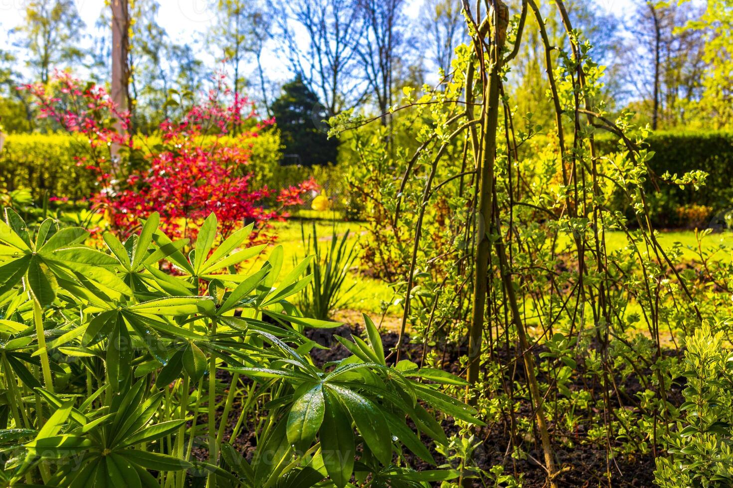 Fresco verde lupino planta en jardín Mañana Rocío gotas Alemania. foto