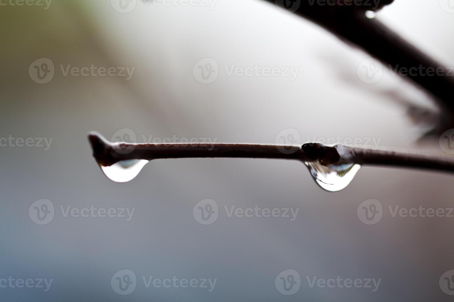 Two Drops Rain Water On Winter Branch photo