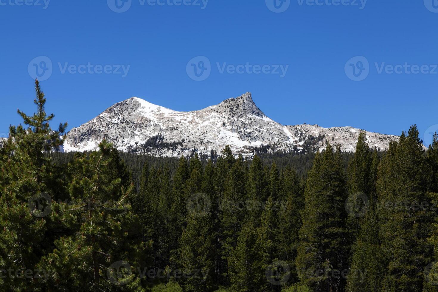 Pine Trees Foreground Unicorn Peak Blue Sky photo