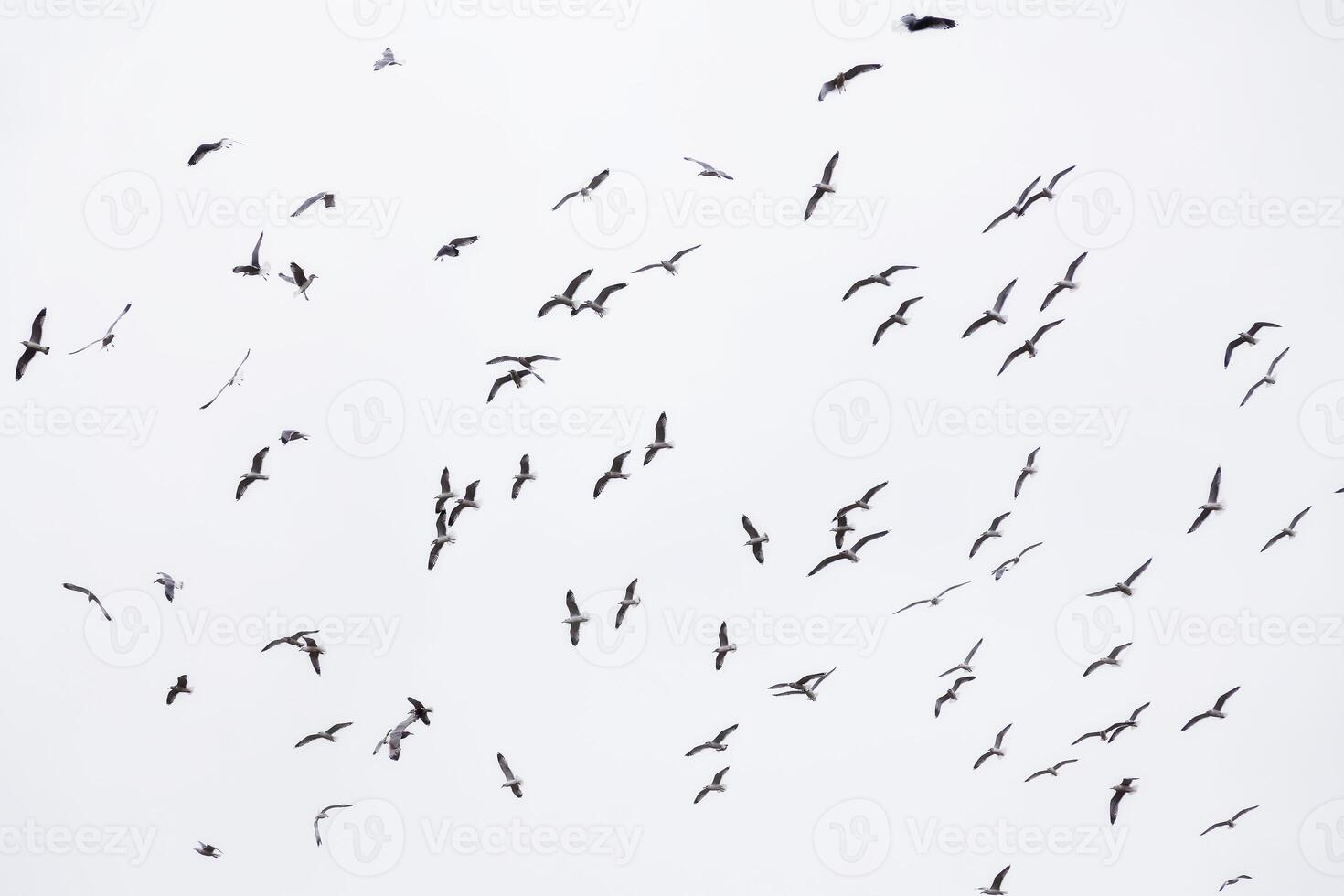 rebaño de gaviotas en vuelo relleno marco foto