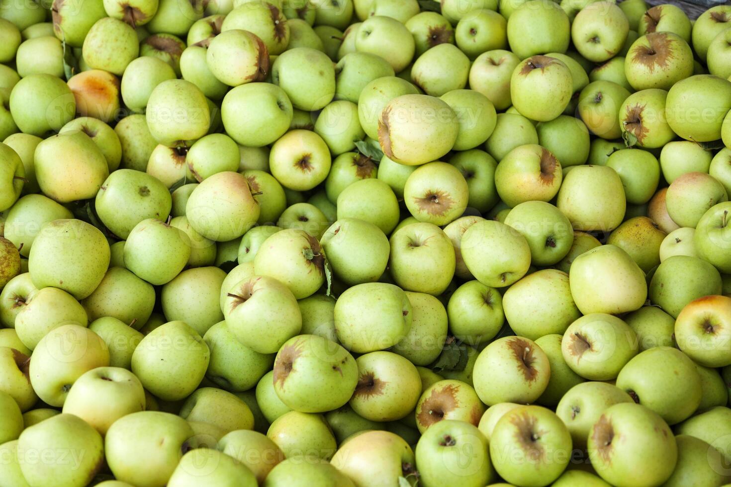 Bin of Green Apples After Fall Harvest photo