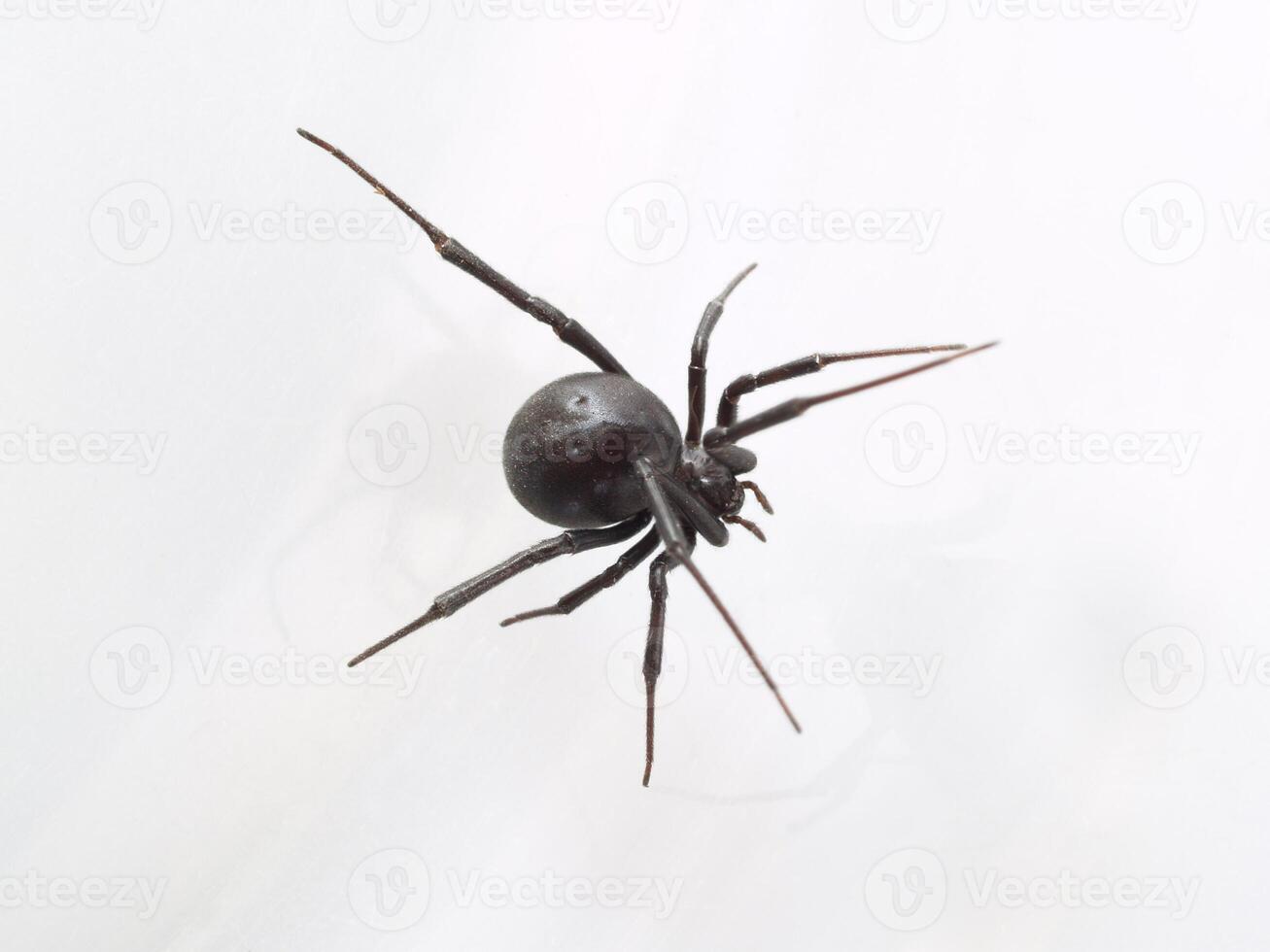 Black Widow Closeup from Top photo