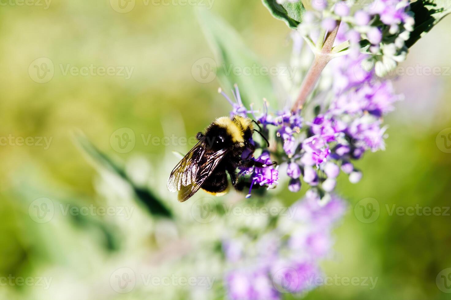 Tight Shot Of Black and Yellow Bee On Purple Flowers photo