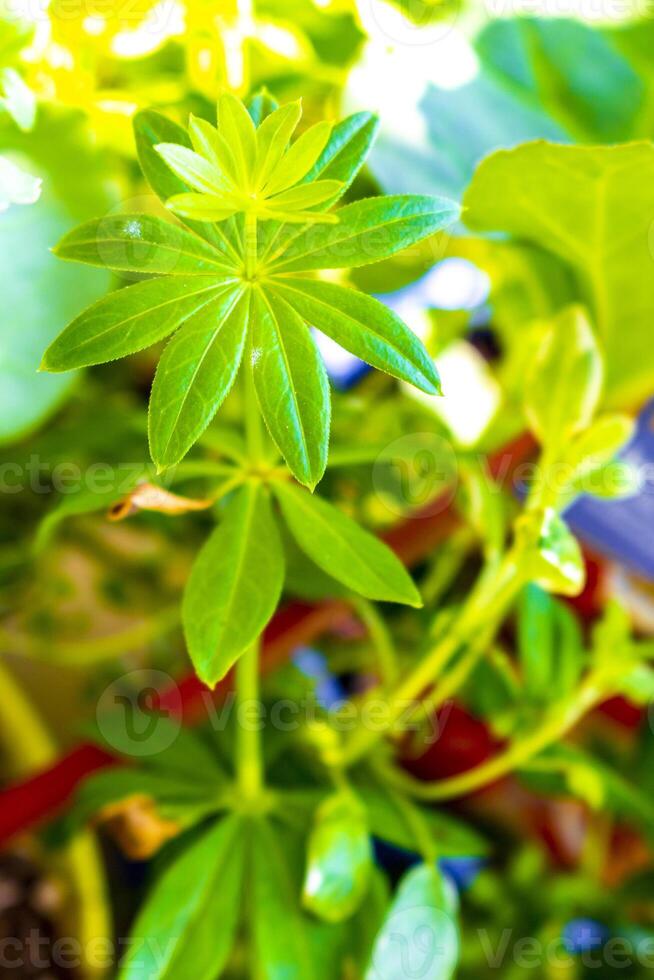 Fresco verde lupino planta en jardín Mañana Rocío gotas Alemania. foto