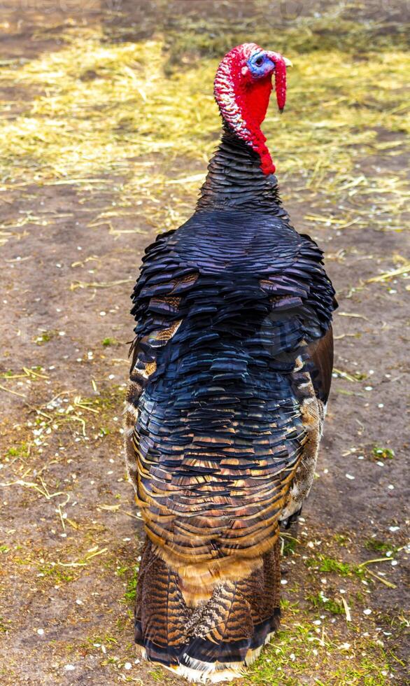 Turkey bird with red and blue head in Lisse Netherlands. photo