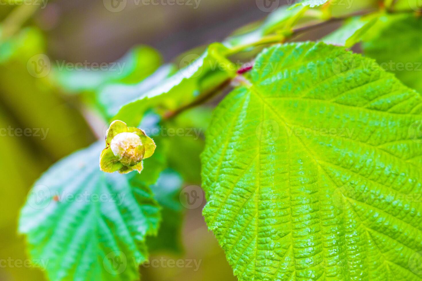 Young fresh hazelnut tree branch red and hairy. photo