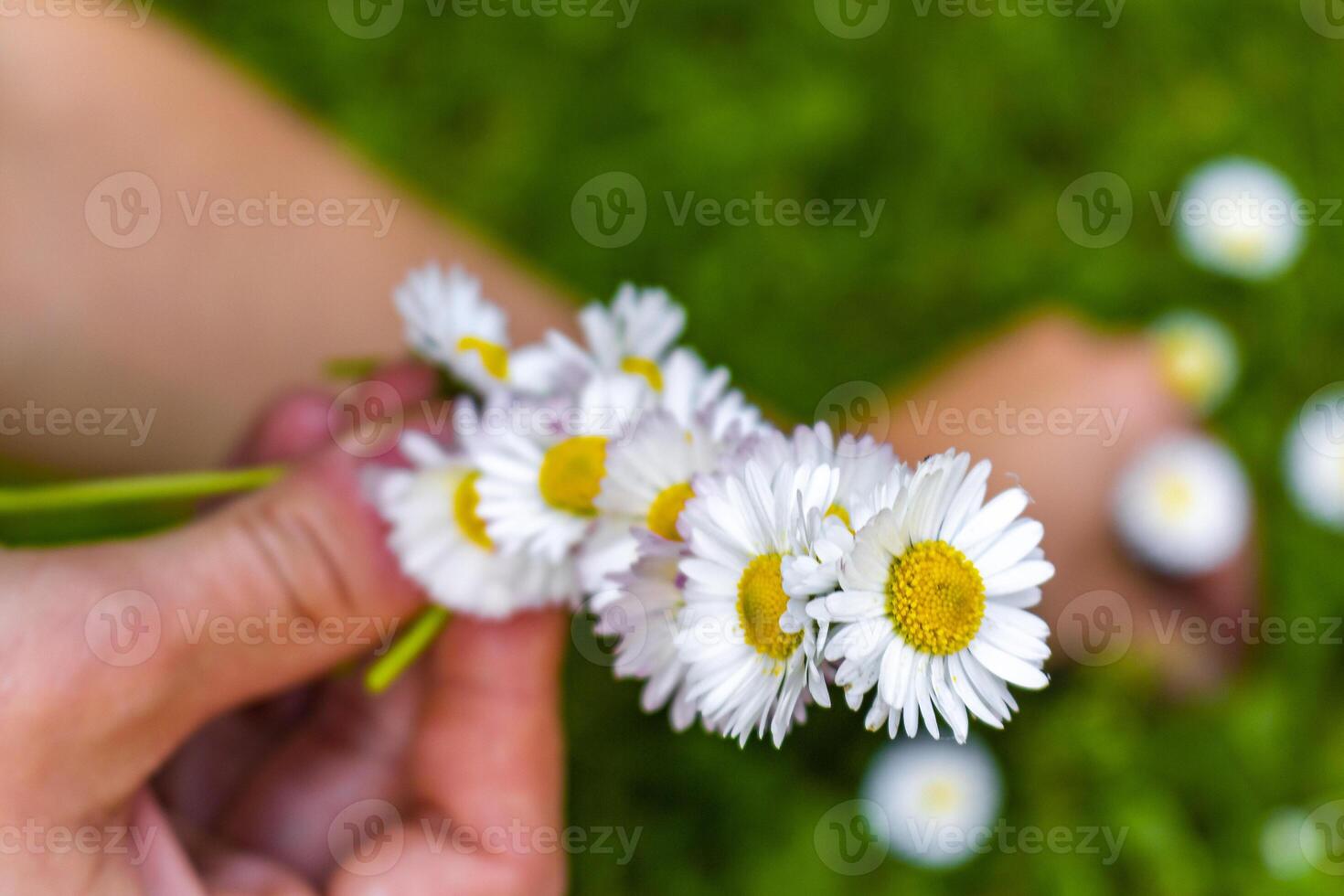 Daisies flowers pinned together yellow and white in Germany. photo