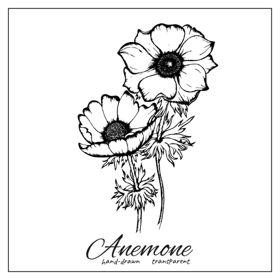 anémona flor. dibujado a mano amapola flor para colorante libros, invitación tarjetas, saludo tarjetas, carteles, álbum de recortes, imprimir, etc. vector