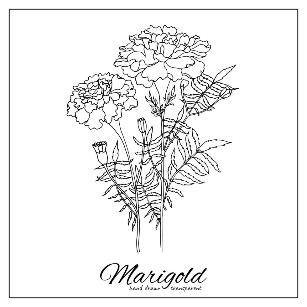 Marigold flowers in outline tattoo style. Hand drawn floral monochrome graphic illustration for coloring pages design decoration vector