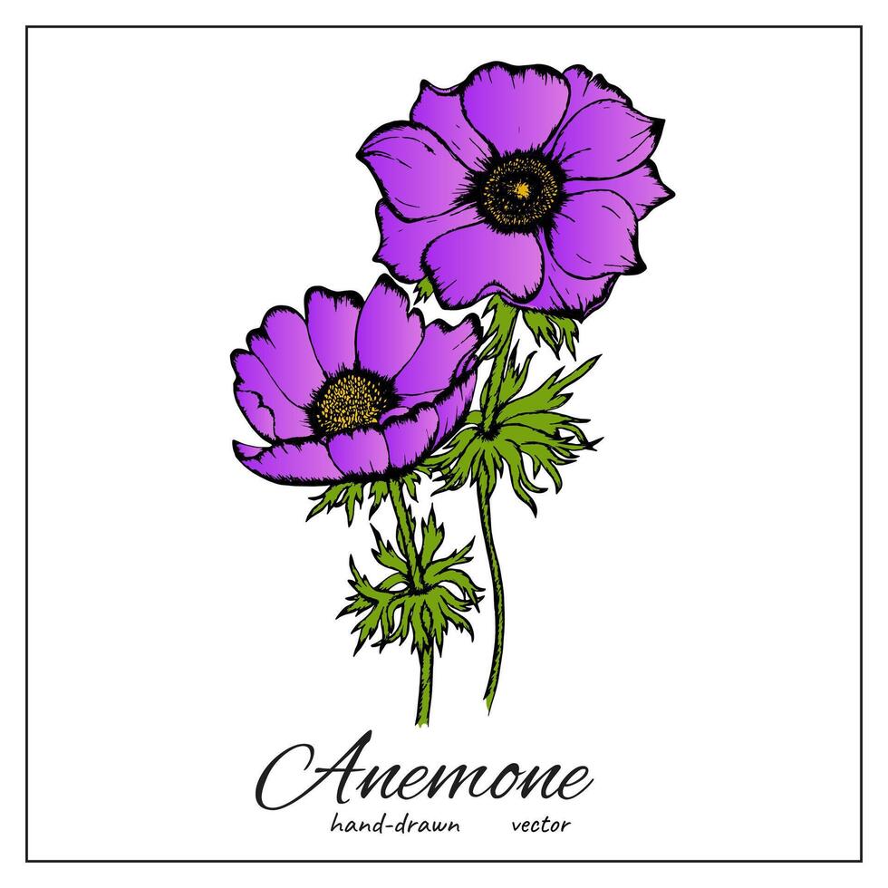 Colorful Anemone flower. Hand-drawn poppy flower for invitation cards, greeting cards, posters, scrapbooking, print, etc vector