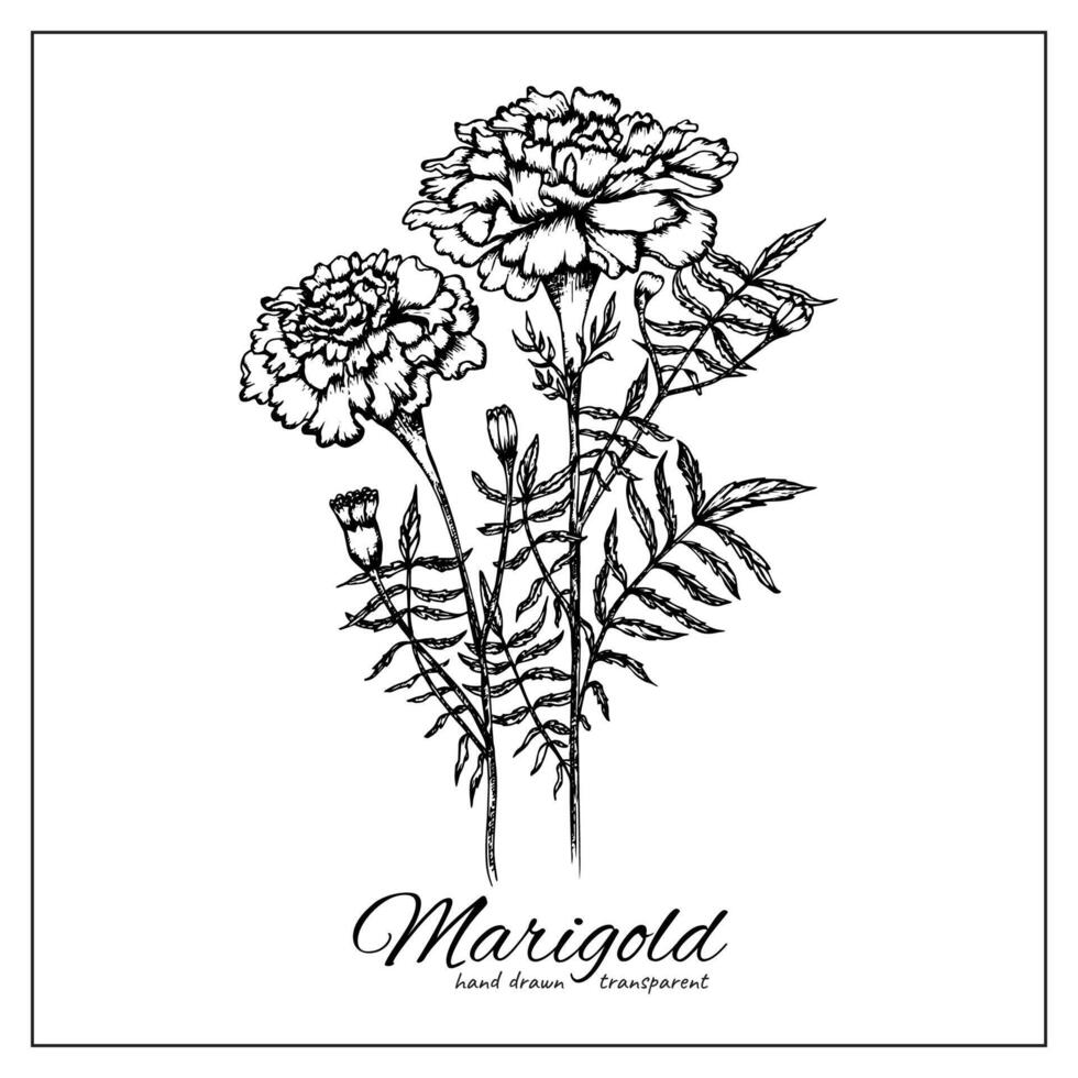 Blooming Marigold flower line. Black ink style sketch. Floral illustration for logo, tattoo, wall art, poster, stickers vector