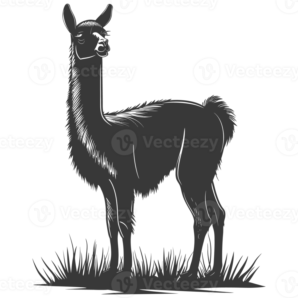 AI generated Silhouette llama animal black color only full body png
