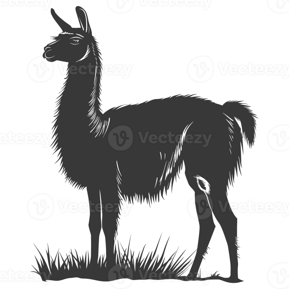 ai genererad silhuett lama djur- svart Färg endast full kropp png