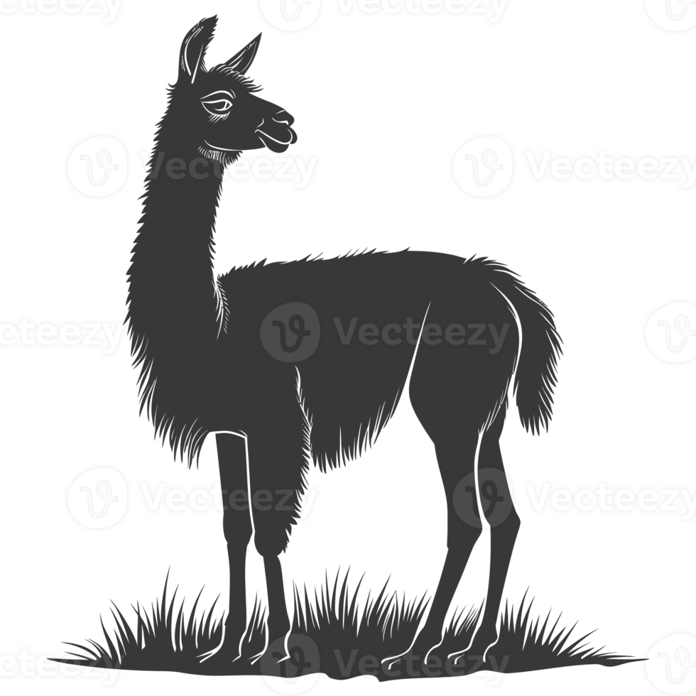 AI generated Silhouette llama animal black color only full body png
