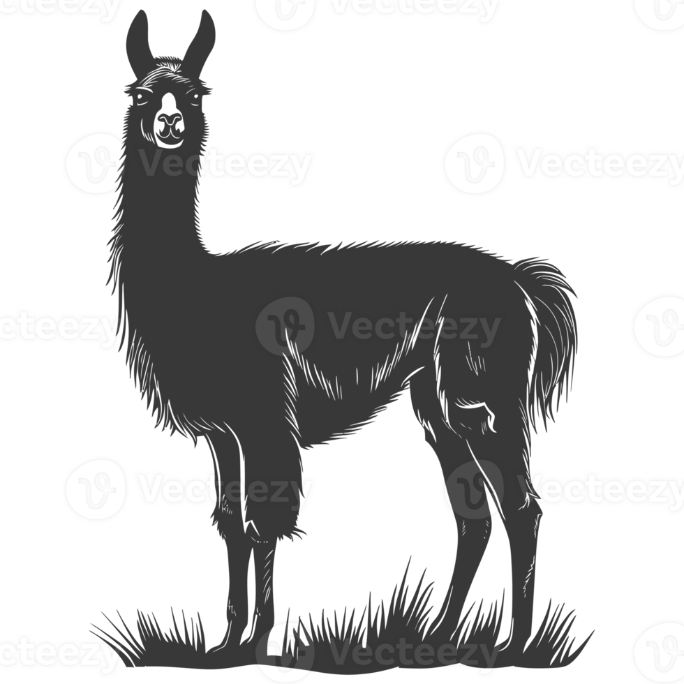 AI generated Silhouette llama animal black color only full body png