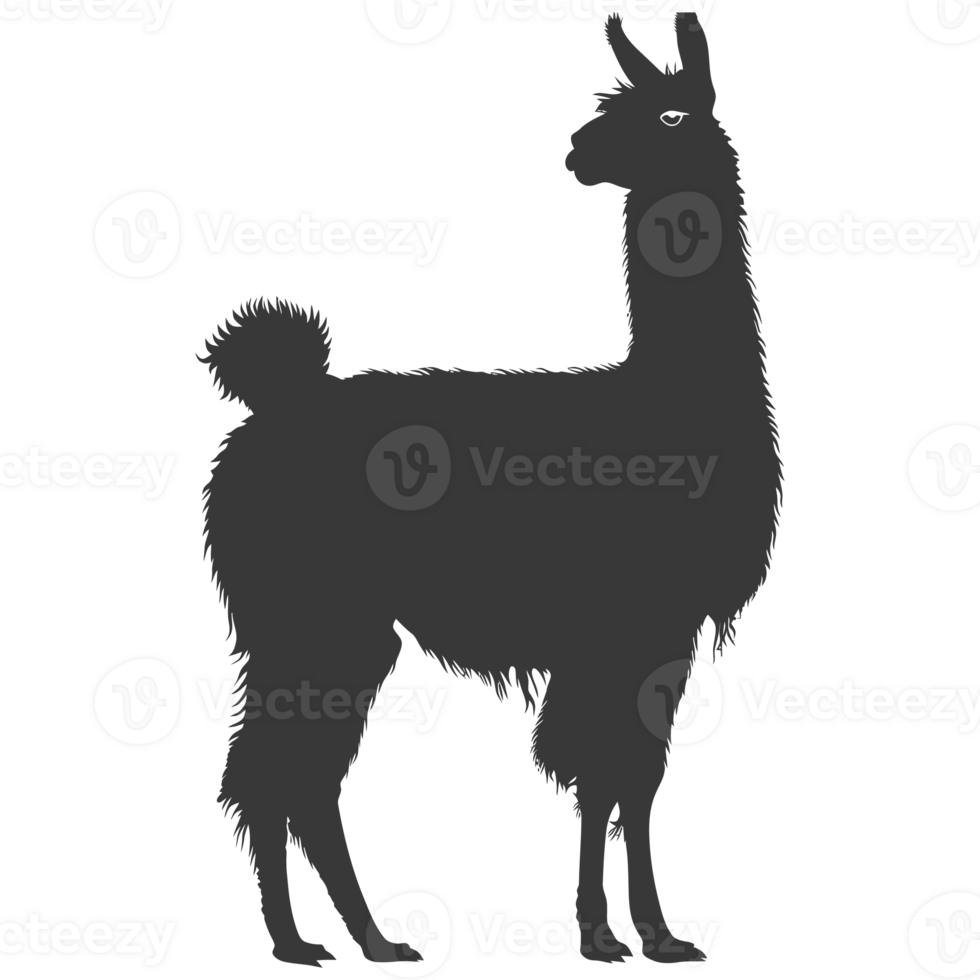 AI generated Silhouette llama animal black color only full body png