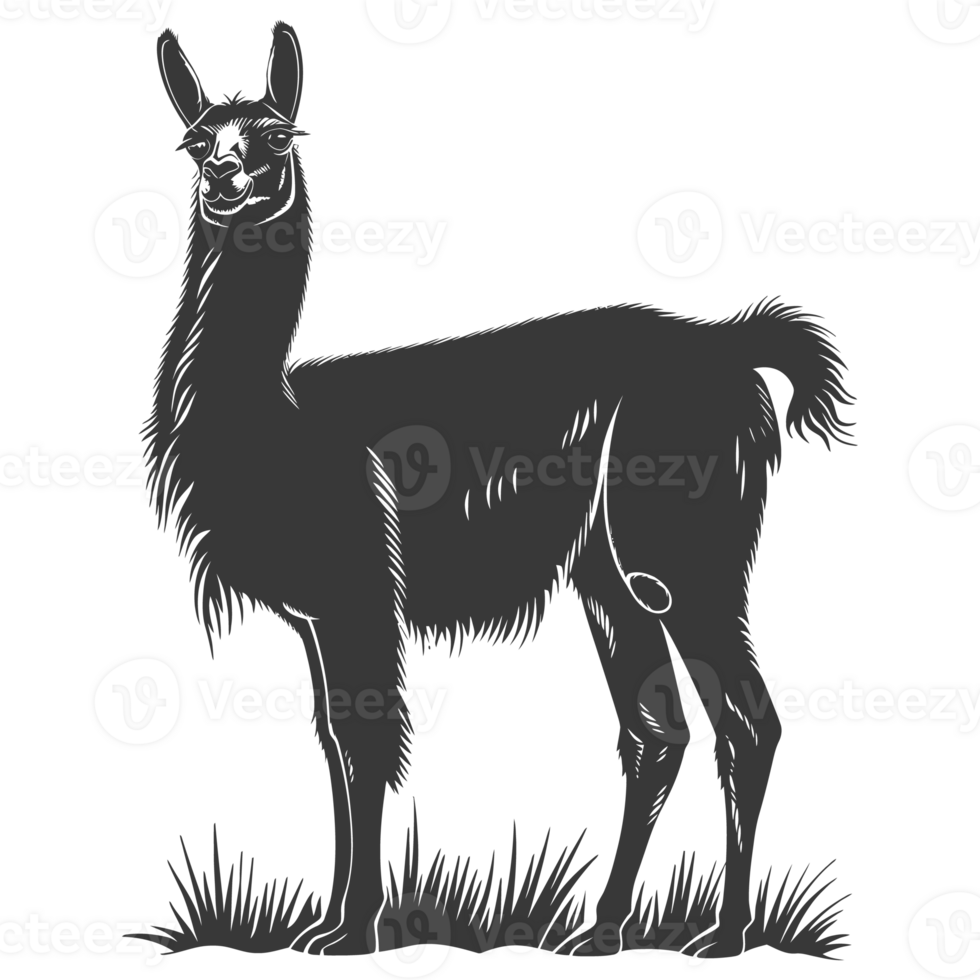 AI generated Silhouette llama animal black color only full body png