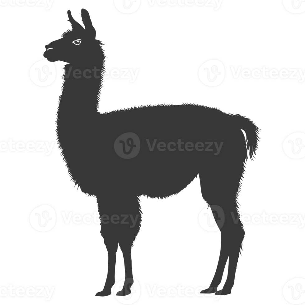 AI generated Silhouette llama animal black color only full body png