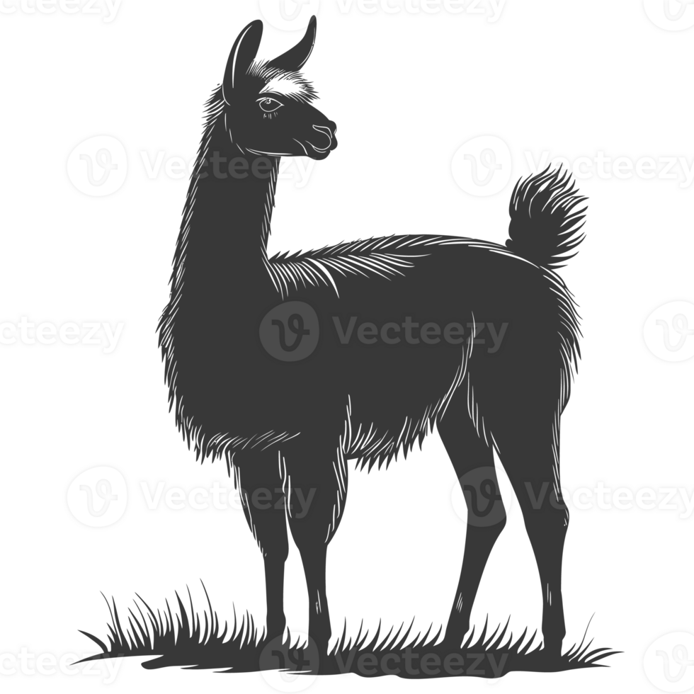 AI generated Silhouette llama animal black color only full body png