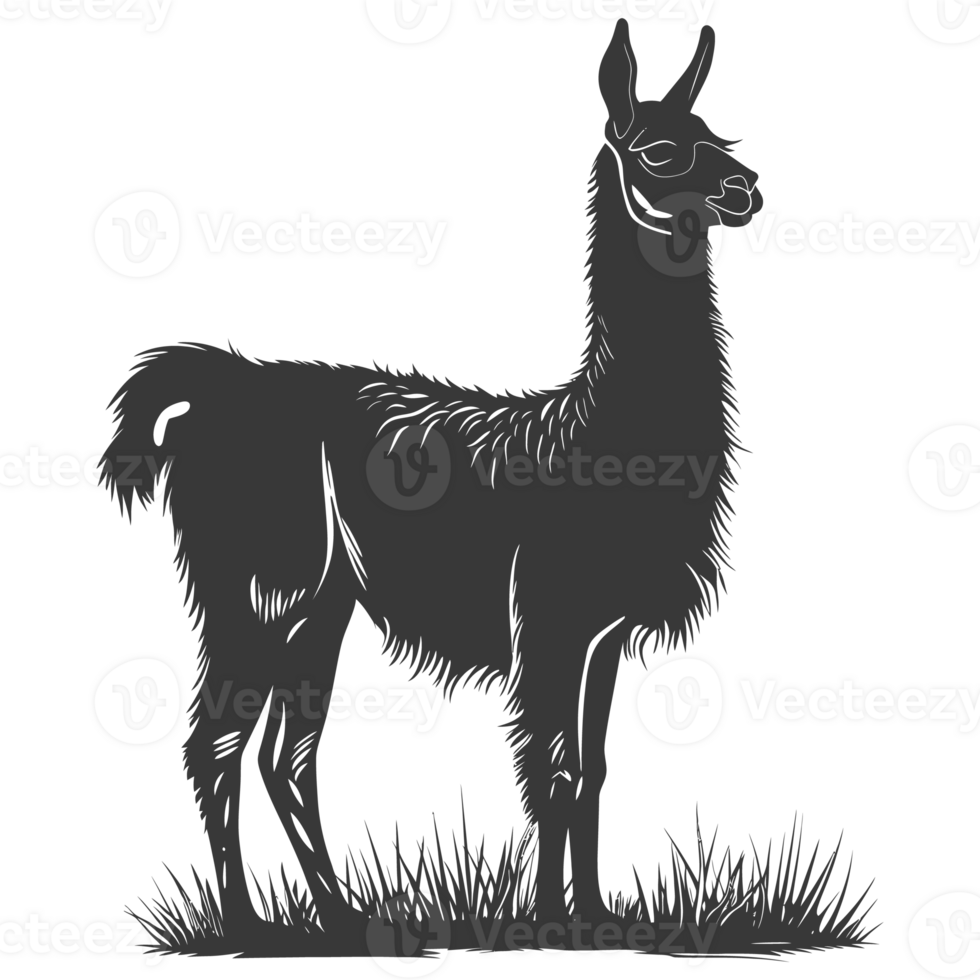 AI generated Silhouette llama animal black color only full body png