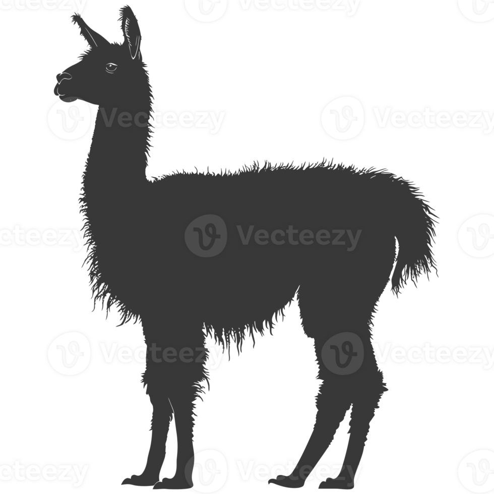 ai genererad silhuett lama djur- svart Färg endast full kropp png
