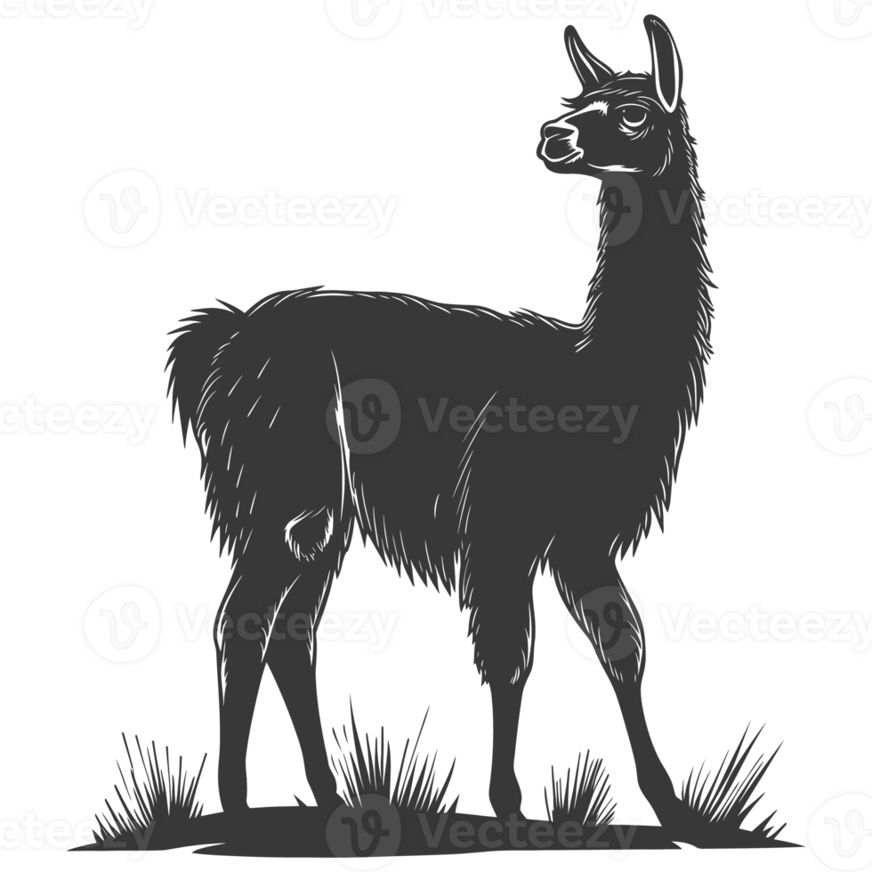 AI generated Silhouette llama animal black color only full body png