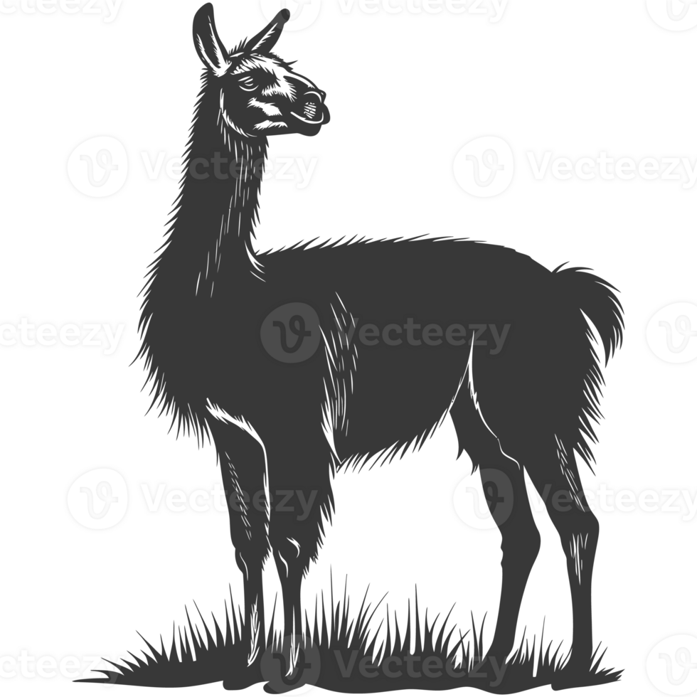 AI generated Silhouette llama animal black color only full body png