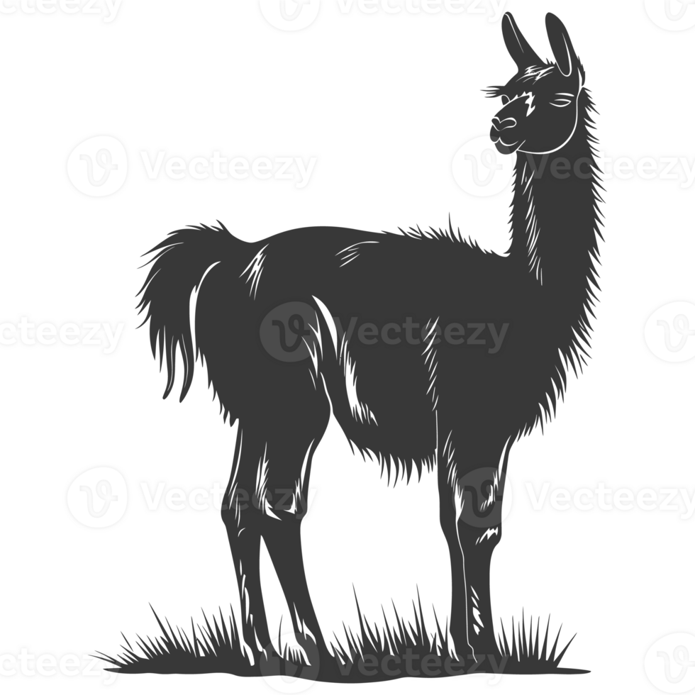 AI generated Silhouette llama animal black color only full body png