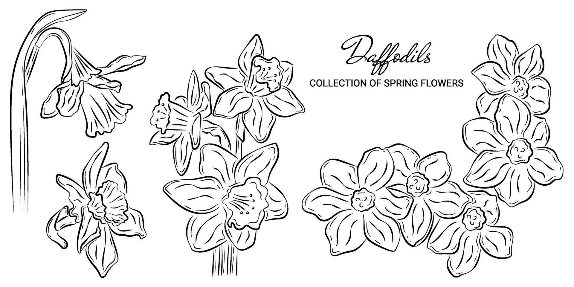 Hand-drawn set sketch of spring narcissus flowers in a doodle style. Vector templates daffodils with a transparent background or on a white backdrop for invitations, prints, and design projects.