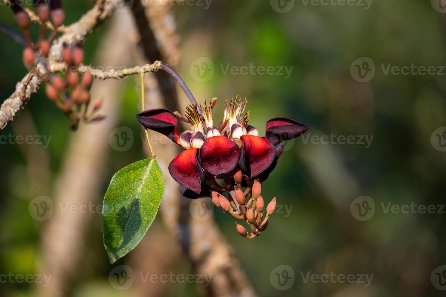 erythrina fusca flor es floreciente en árbol foto