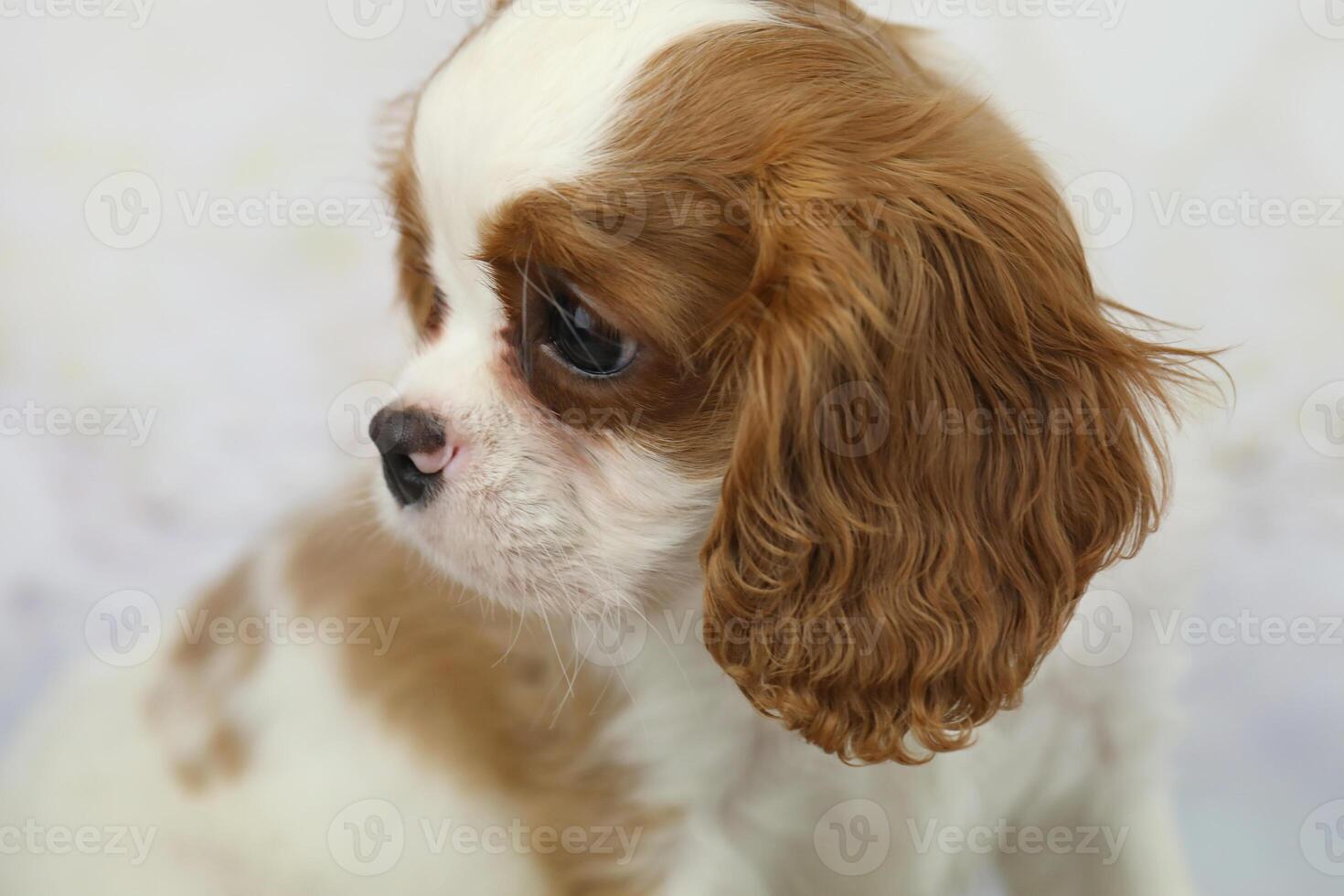 Cute cavalier King Charles spaniel puppy on light background photo