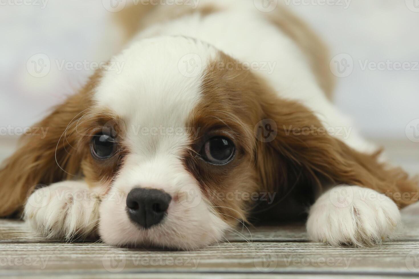 Cute cavalier King Charles spaniel puppy on light background photo