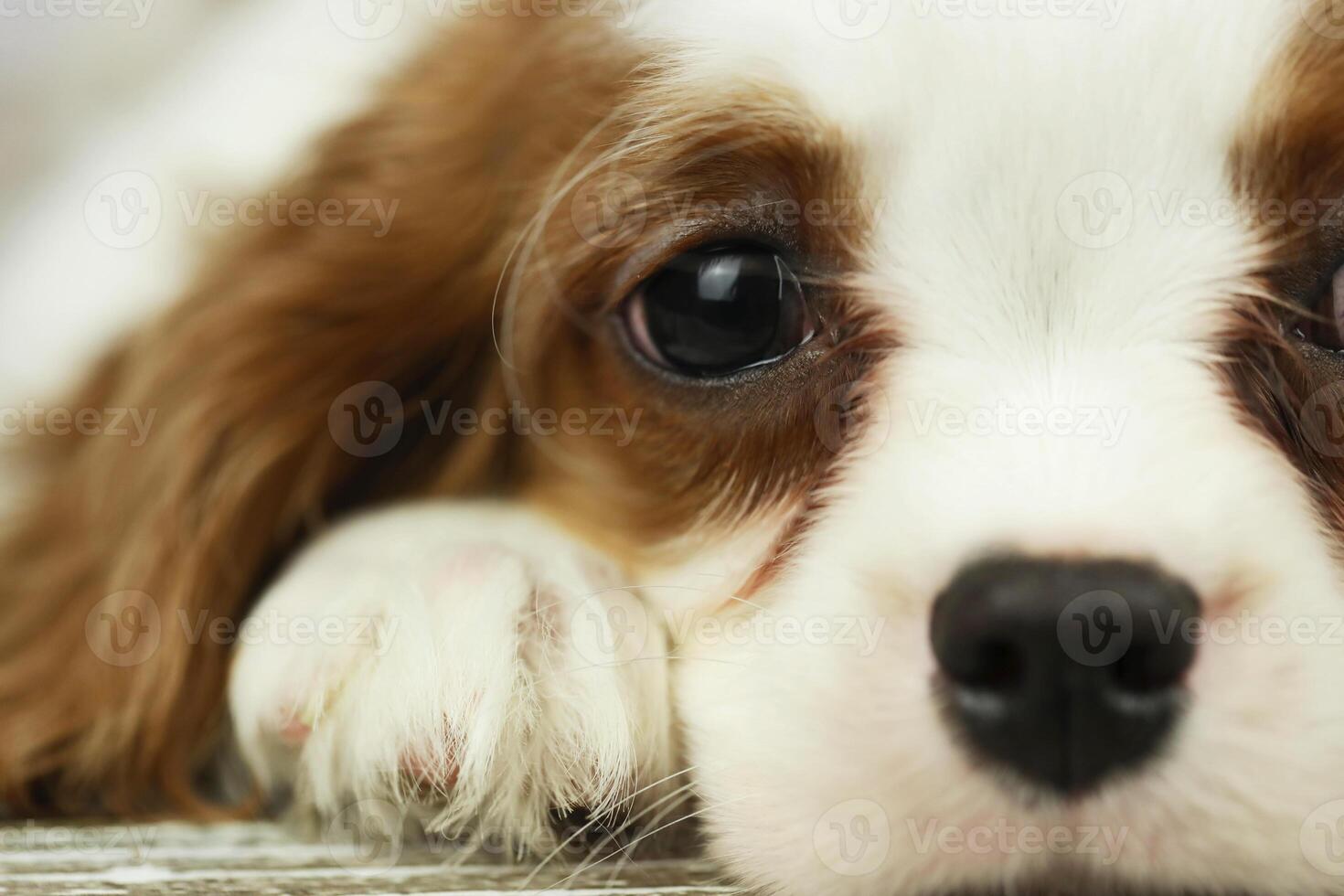 Cute cavalier King Charles spaniel puppy on light background photo